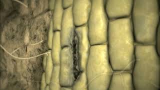 Root Rot Rhizoctonia solani Preview Clip [upl. by Etteroma]