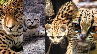 5 felinos silvestres de Sudamérica que tal vez no conoces [upl. by Nwahsirhc]