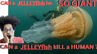 CAN JELLYFISH KILL HUMAN Jellyfish Giants foryou subscribe viral tranding art viralvideo [upl. by Auhs846]