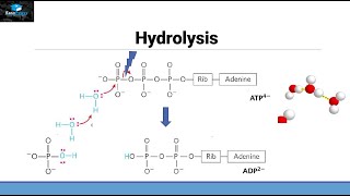 Hydrolysis of ATP [upl. by Kylila773]