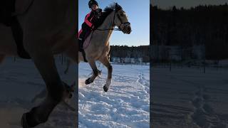 Forever ❄️❤️ snow horses shortsfeed trending equestrian pony [upl. by Linnea]