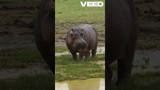 Unveiling the Truth About Hippos facts [upl. by Alexis]