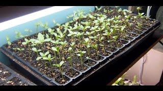 Pollinator Plant Special Zinnia Seedlings [upl. by Akeemaj]