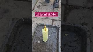 UŽ ŽÁDNÍ ŠKŮDCI VE SKLENÍKU dezinfekce skleníku greenhouse sklenik zahrada gardening farmar [upl. by Ahseket]