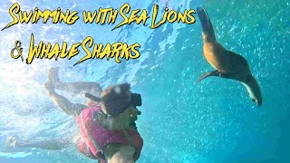 Swimming with Sea Lions amp Whale Sharks in La Paz 🇲🇽 snorkeling whaleshark sealions [upl. by Stagg]