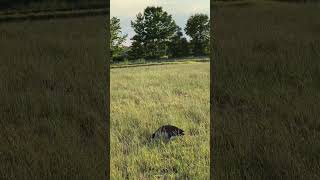 Husker working a 100 yard single into the pond Making the brown dogs look good [upl. by Gnahk]