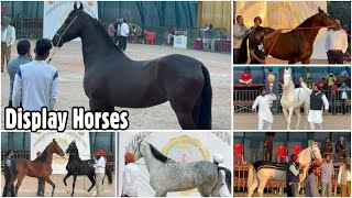 Display Horses at Jagraon Horse Show 2024 [upl. by Natalie]