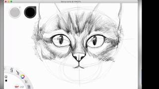 Gatto  tutorial disegno realistico Didattica a distanza [upl. by Nirehs]