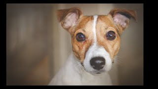 How To Train A Jack Russell Puppy [upl. by Domonic]