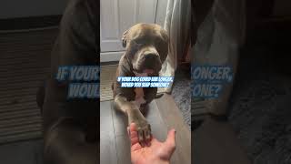 Would You Slap Someone dog puppy love xlbully funny pitbull puppies bulldog funny [upl. by Eehsar]