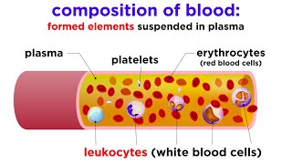 The Composition and Function of Blood [upl. by Nylkaj21]