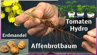 Affenbrotbaum umpflanzen  Erdmandel  Tomaten Hydroponic [upl. by Nnylarat]