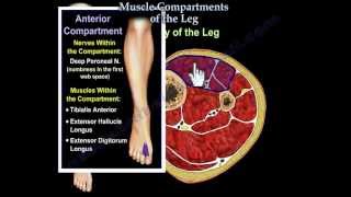 Muscle Compartments Of The Leg  Everything You Need To Know  Dr Nabil Ebraheim [upl. by Vitalis]