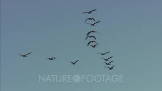 Canadian Geese Flying In V Formation Migration [upl. by Fleeta]