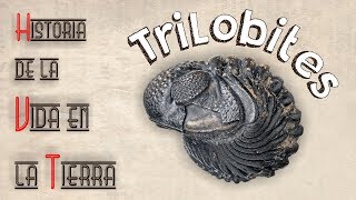 HVT Trilobites mini documental [upl. by Mini681]