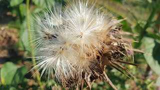 Silybum marianum  a natural remedy for the liver [upl. by Akimahc483]