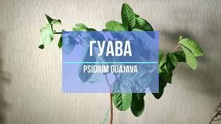 Гуайява лат Psidium guajava [upl. by Stig]