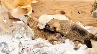 【柴犬 子犬】戯れあい方が微笑ましい生後12日目の子犬 [upl. by Odessa297]