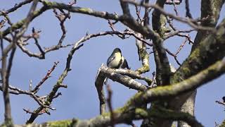 Chant de la mésange charbonnière [upl. by Alair]