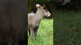 Tufted Deer Elaphodus cephalophus in Deer Family Cervidae [upl. by Lua]