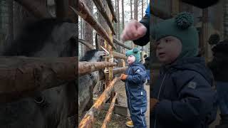 🙂lapland 2024shorts familytime love tampere природа family automobile приколысживотными [upl. by Branscum391]