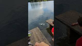 Catching aggressive BIG Bream Fishing at its best castinglures fishing bream urunga [upl. by Rogergcam772]