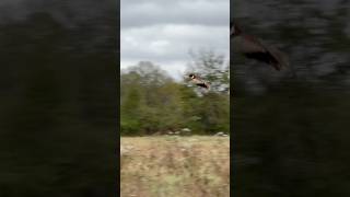 Pheasant hunting at Little “q” Ranch mississippi [upl. by Nairadal]