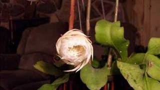 Epiphyllum Oxypetalum in Action [upl. by Eocsor308]