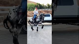 Asta el caballo sabe que esta rola esta buena caballos jaripeo vaqueros tamborazo mexico [upl. by Amelina481]