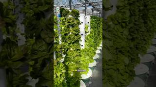 AEROPONIC farming science sciencefacts [upl. by Reivilo]