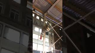 Sneaky Raccoon Climbs Building With Takeout [upl. by Lanita]