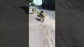 walking with donkeys through Brockenhurst New Forest [upl. by Richter425]