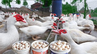 Harvesting Muscovy Duck Eggs  Daily Working on the Farm Harvest Muscovy Duck Eggs for Hatching [upl. by Eenwat]