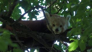 Red Panda x Ringtailed lemur x Red ruffed lemur x Meerkat  4K [upl. by Vida]