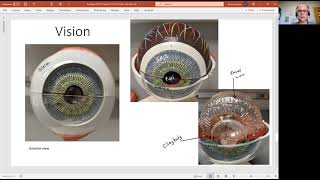 Biology 2020 The Somatic Nervous System Eye Anatomy Video 7 [upl. by Edris636]