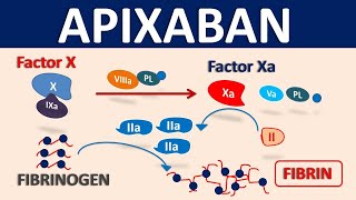 Apixaban Eliquis as blood thinner  Mechanism precautions amp interactions [upl. by Mavilia314]