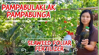 HOW TO MAKE SEAWEED FOLIAR FERTILIZER  BEST FERTILIZER TO INDUCE FLOWERING AND FRUITING OF PLANTS [upl. by Icyaj]