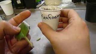 How to start an African Violet from a leaf [upl. by Lillith736]