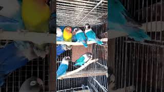 lovebirdsaspats lovebirds ebirds lovesigns birdslover lovebirdlife lovebirdssong lovebird [upl. by Ddot288]