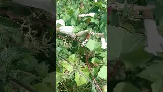 Bindweed  strange but true fact Calystegia septum read full description gardening [upl. by Israel885]