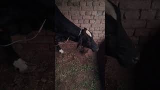 Treatment of phosphorus deficiency animalsdoctor animals veterinary farming punjabisong shorts [upl. by Naraa]