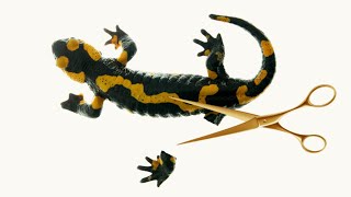 Heres How Salamanders Regrow Their Limbs After Amputation [upl. by Enaxor]