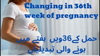 36 weeks of pregnancy  36 weeks of pregnancy symptoms 36 week pregnant in urdu hindi [upl. by Rendrag703]