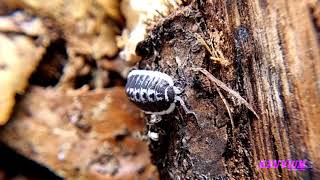 Porcellio flavomarginatus Yellowbordered Woodlouse [upl. by Elehcor]