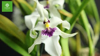 Miltonia Orchid  Miltonia Spectabilis Care  How To Grow Orchids  Growing Orchids Under Lights [upl. by Herrle]