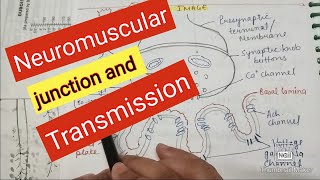 Neuromuscular junction and neuromuscular transmission [upl. by Izy156]