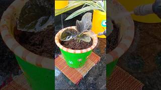 This episcia was hidden under a foliage plant so I didnt miss the chance plantpropagation [upl. by Leasia355]