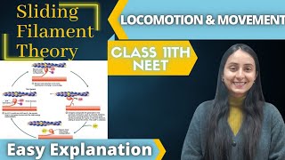 Sliding Filament Theory  Class 11 BIOLOGY  NEET📚 [upl. by Ahseirej]