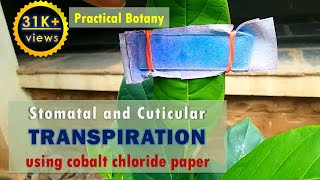 Study of Stomatal and Cuticular transpiration using cobalt chloride paper [upl. by Levy]