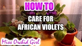 How to care for African Violets and more [upl. by Leumas]